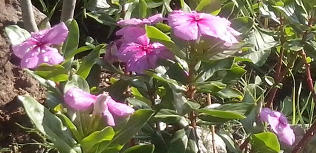 Photo quality 50cm from object at 100% zoom