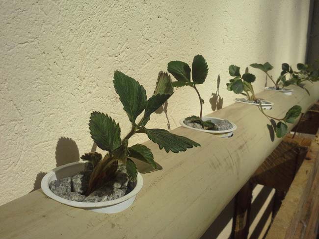 An agric solution