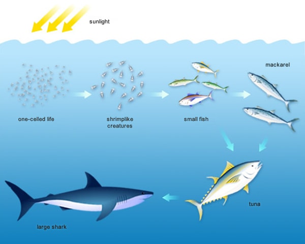 Should a shark care about the disappearance of algae? Image credit postmanproductions.org