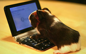guinea-pig-netbook