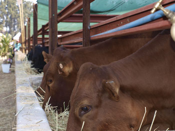 Harare Agriculture Show, Cattle-feeding