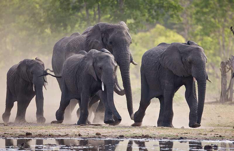 Elephants in Zimbabwe, Hwange National Park, African Wildlife