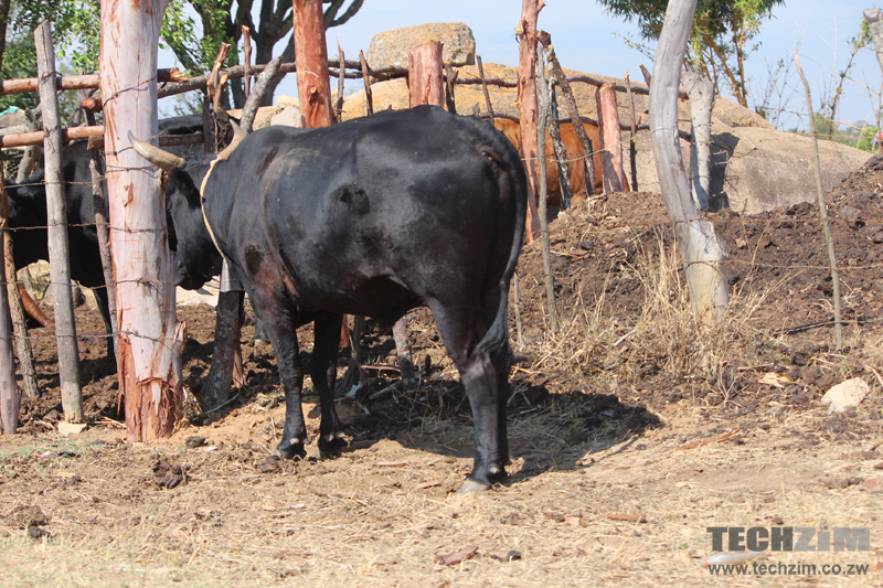 Cows, bulls, dung